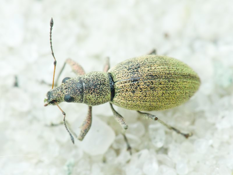 Eusomus ovulum Germar, 1824